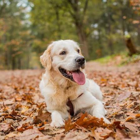Foto de Luna, Golden Retriever